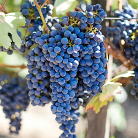 שמן ענבים- כדאי או לא