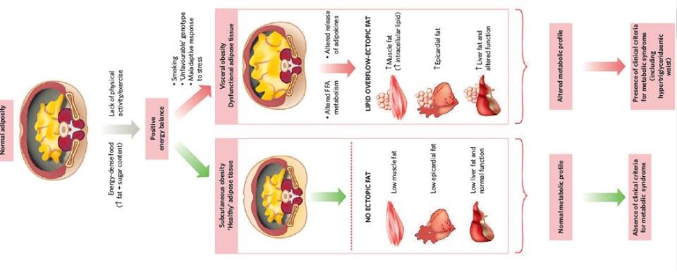 כיצד מבחינים בין רקמת שומן תקינה למסוכנת?