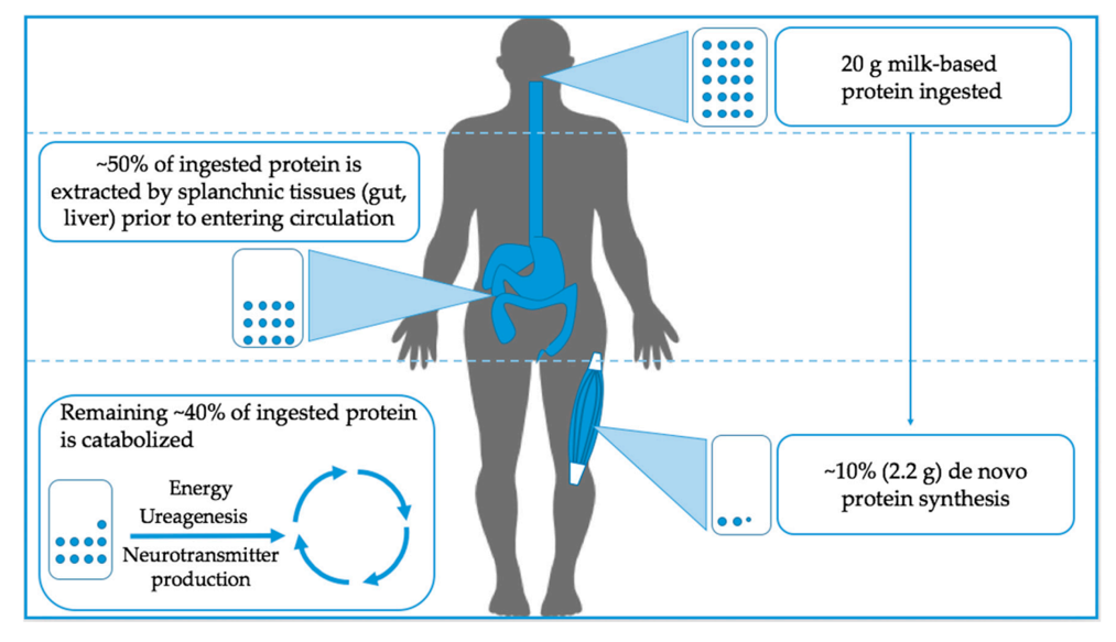 צריכת חלבון לאחר אימון וכמות החלבון הנחוצה להיפרטרופיה
