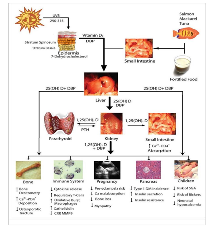 תפקיד ויטמין D בקרב ספורטאים